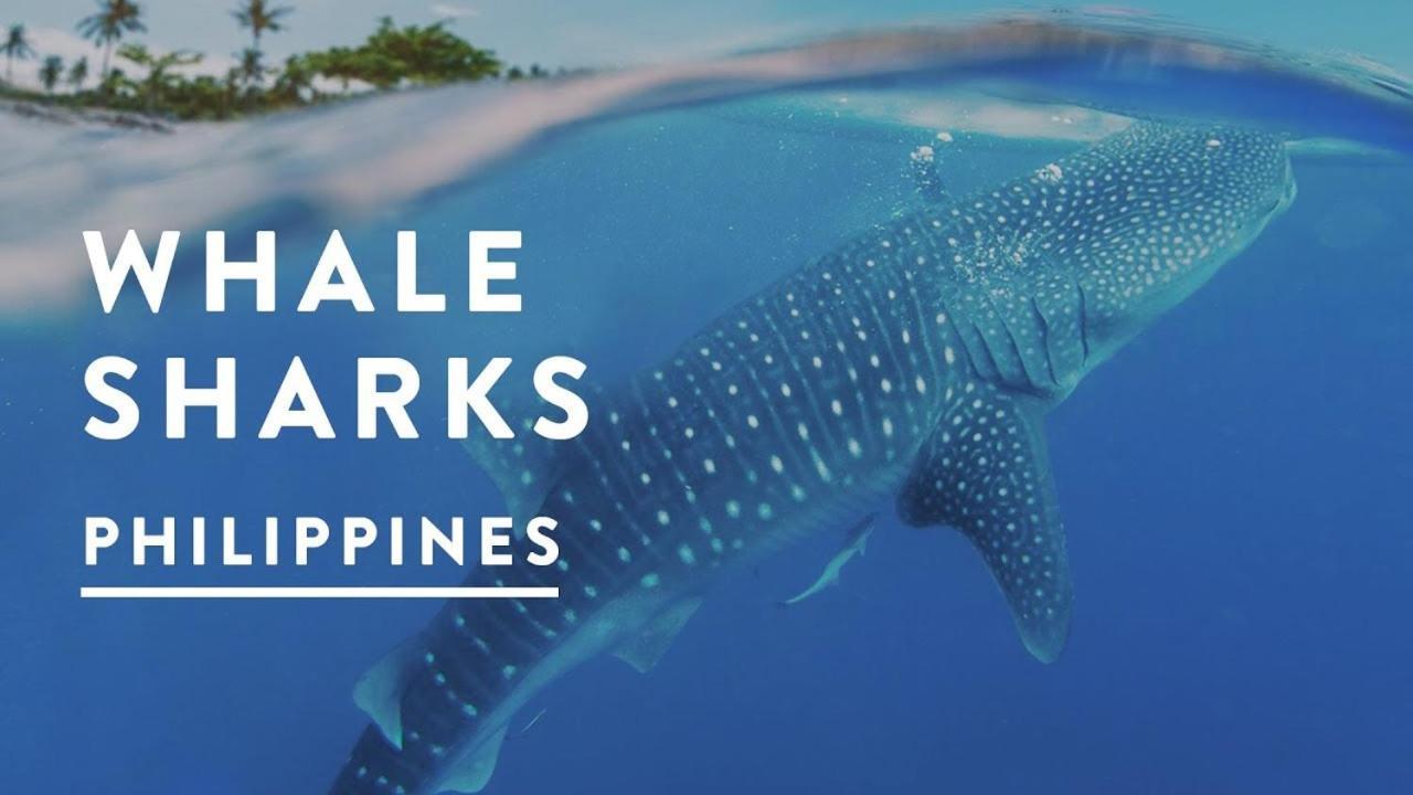Saekyung Village One Lapu-Lapu City Kültér fotó